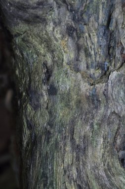 Çürümüş ağaç gövdesi ve dalının resmi.