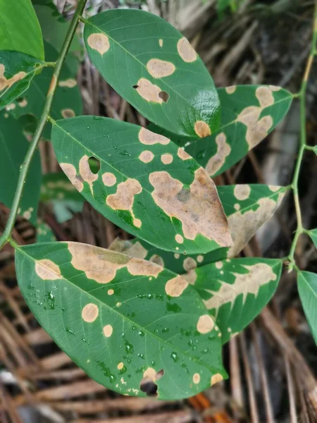 Imagen Naturaleza Las Hojas Moribundas Secas Poco Saludables — Foto de Stock