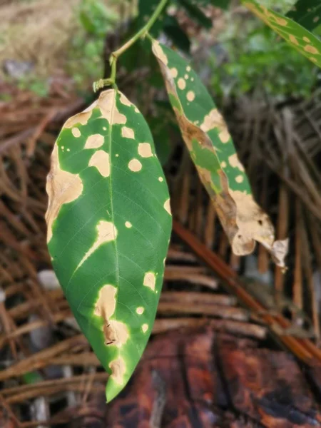 Imagen Naturaleza Las Hojas Moribundas Secas Poco Saludables — Foto de Stock