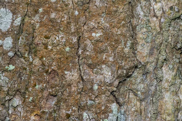 Immagine Del Tronco Del Ramo Dell Albero Morto Decomposizione — Foto Stock