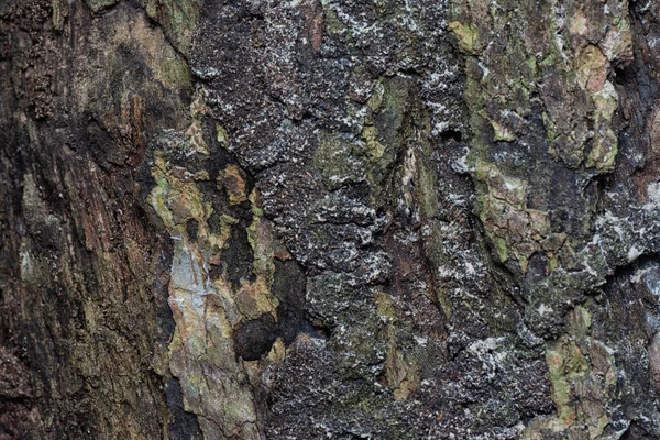 Imagen Tronco Rama Árbol Muertos Descomposición —  Fotos de Stock