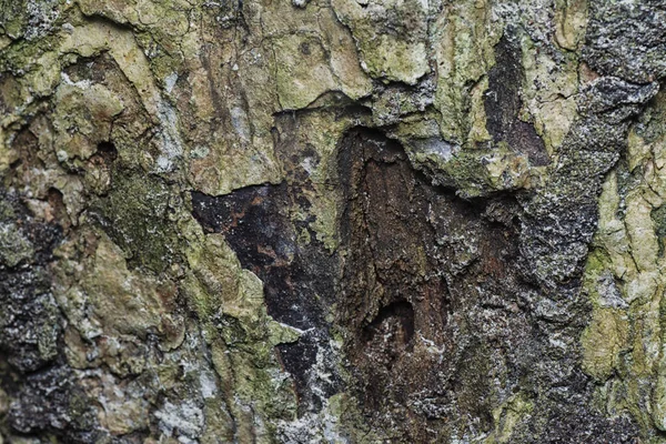 Imagen Tronco Rama Árbol Muertos Descomposición —  Fotos de Stock