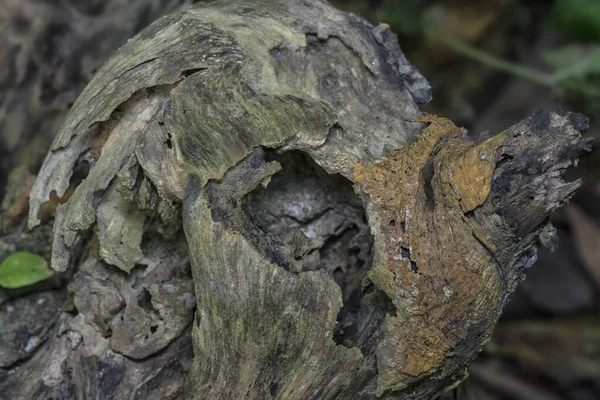 Image Dead Decay Tree Trunk Branch — Stock Photo, Image