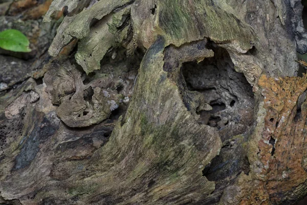 Immagine Del Tronco Del Ramo Dell Albero Morto Decomposizione — Foto Stock