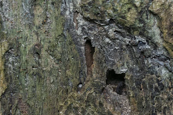 Immagine Del Tronco Del Ramo Dell Albero Morto Decomposizione — Foto Stock