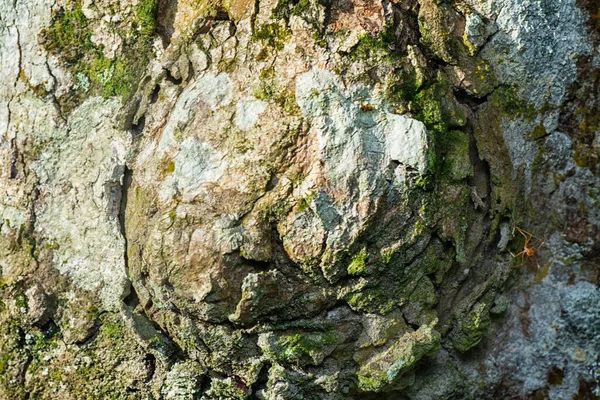 Image Dead Decay Tree Trunk Branch — Stock Photo, Image