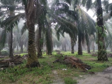 Palm Ormanı 'nda sisli bir sabah sahnesi 