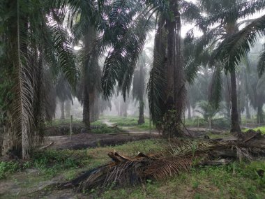 Palm Ormanı 'nda sisli bir sabah sahnesi 
