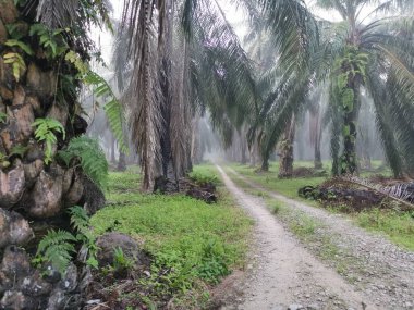 Palm Ormanı 'nda sisli bir sabah sahnesi 