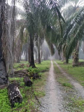 Palm Ormanı 'nda sisli bir sabah sahnesi 