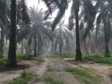 Palm Ormanı 'nda sisli bir sabah sahnesi 