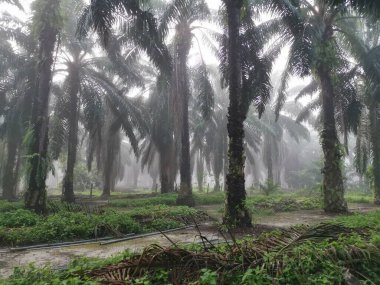 Palm Ormanı 'nda sisli bir sabah sahnesi 