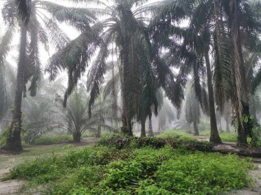 Palm Ormanı 'nda sisli bir sabah sahnesi 