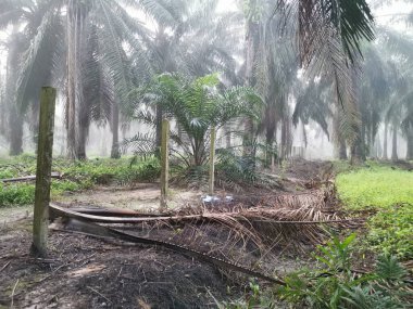 Palm Ormanı 'nda sisli bir sabah sahnesi 