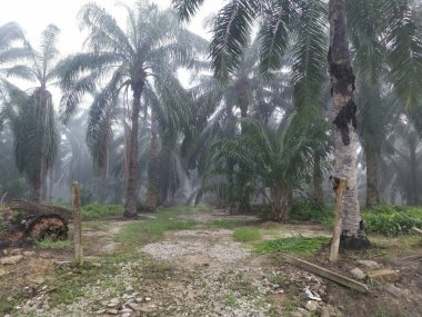 Palm Ormanı 'nda sisli bir sabah sahnesi 