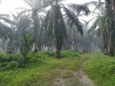 Palm Ormanı 'nda sisli bir sabah sahnesi 