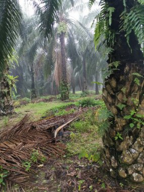 Palm Ormanı 'nda sisli bir sabah sahnesi 