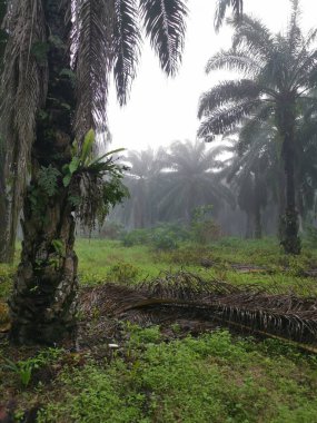 Palm Ormanı 'nda sisli bir sabah sahnesi 