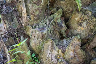 Palmiye kabuğunun yüzey dokusu