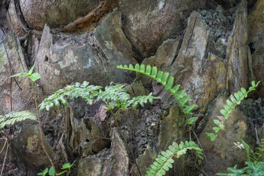 Palmiye kabuğunun yüzey dokusu