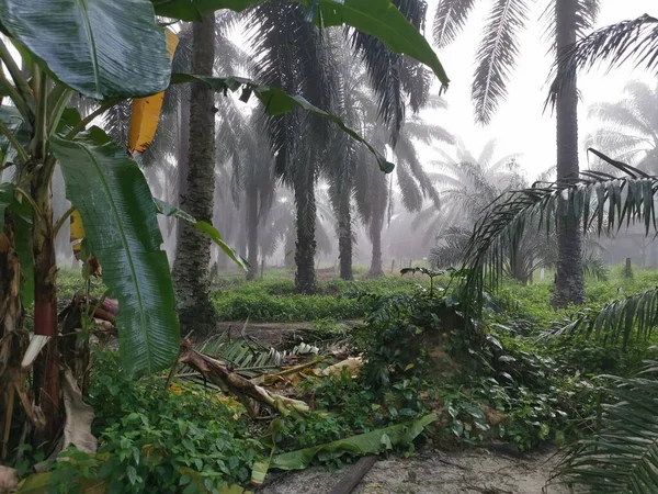 Palm Ormanı 'nda sisli bir sabah sahnesi 