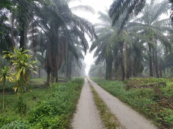 Palm Ormanı 'nda sisli bir sabah sahnesi 