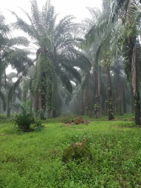 Palm Ormanı 'nda sisli bir sabah sahnesi 