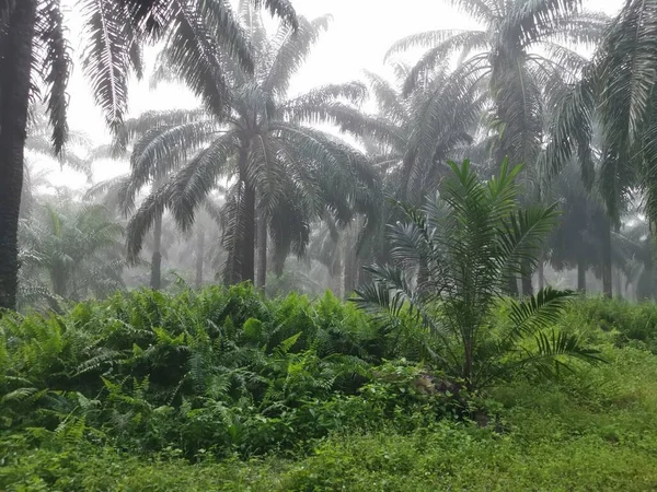 Mglisty Poranek Scena Palmowym Lesie — Zdjęcie stockowe