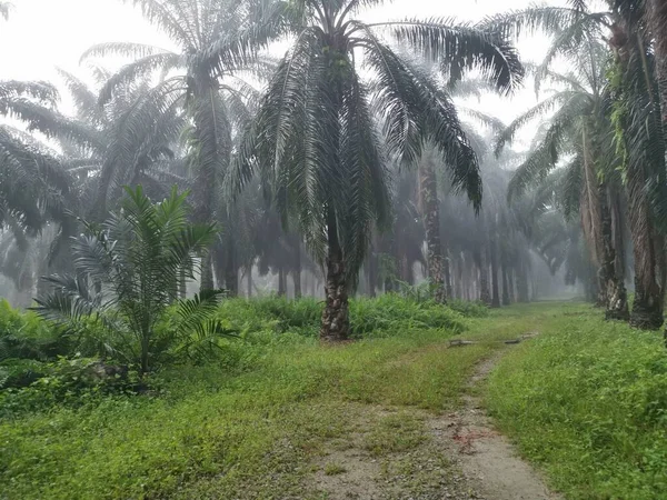 Palm Ormanı 'nda sisli bir sabah sahnesi 