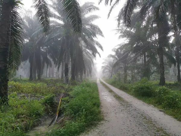 Niebla Escena Mañana Bosque Palmeras —  Fotos de Stock