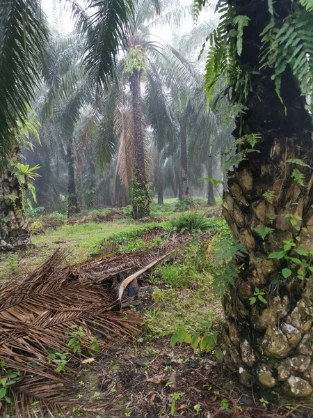 Palm Ormanı 'nda sisli bir sabah sahnesi 