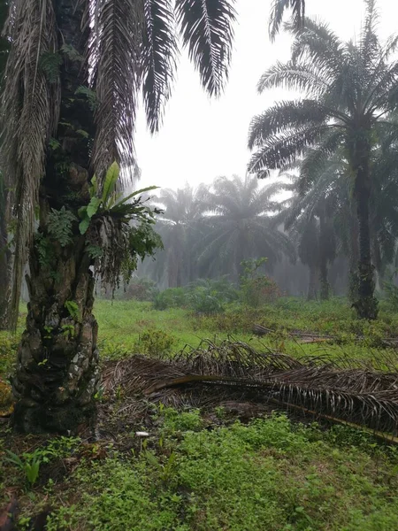 Palm Ormanı 'nda sisli bir sabah sahnesi 