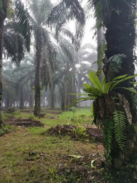 Mglisty Poranek Scena Palmowym Lesie — Zdjęcie stockowe