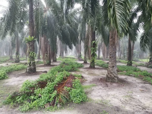 Palm Ormanı 'nda sisli bir sabah sahnesi 