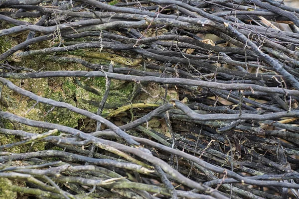 Palmiye kabuğunun yüzey dokusu