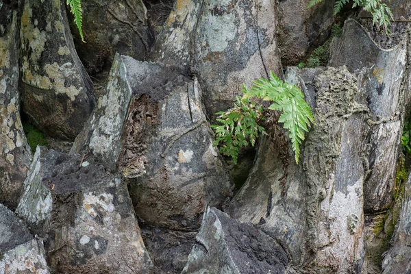 Palmiye kabuğunun yüzey dokusu