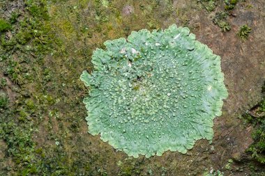 Ağaç kabuğunda Lichens