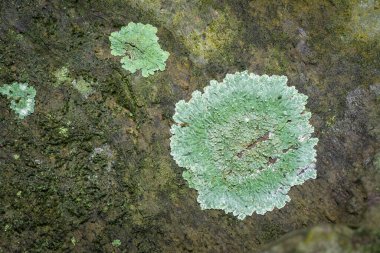 Ağaç kabuğunda Lichens