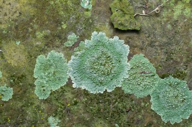 Ağaç kabuğunda Lichens