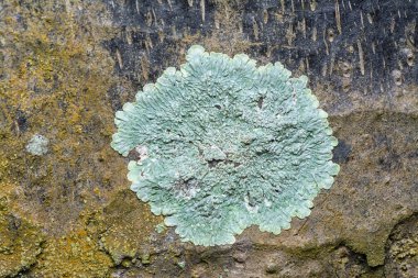 Ağaç kabuğunda Lichens