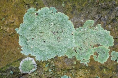 Ağaç kabuğunda Lichens