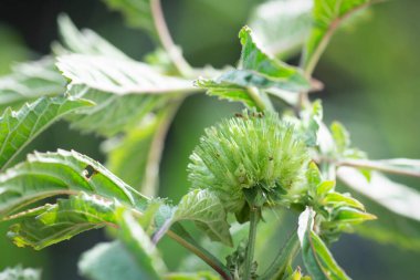 Yakın çekim hiptis capitata jacq otu 