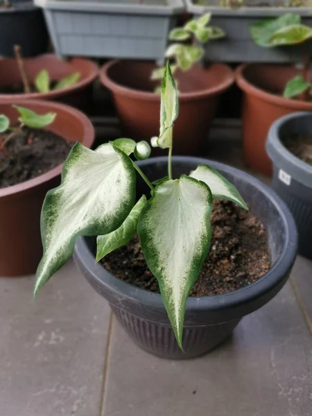 Yeşil Beyaz Kaladyum Bicolor Bitkisinin Görüntüsü — Stok fotoğraf