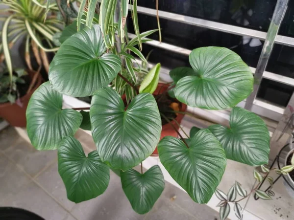 Obraz Hosta Plantaginea Houseplant — Stock fotografie