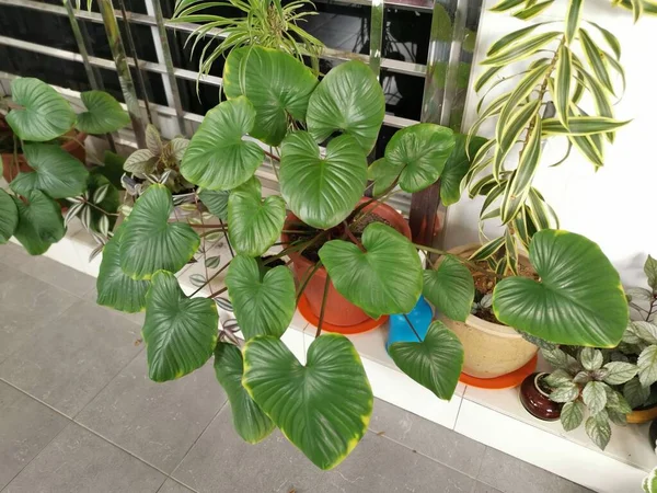 Imagem Planta Sala Hosta Plantaginea — Fotografia de Stock