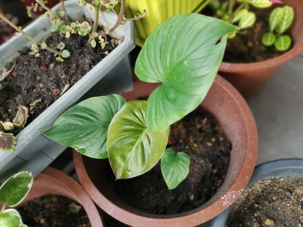 Image Hosta Plantaginea Houseplant — Stock Photo, Image