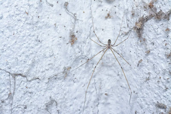 Dlouhé Tělo Sklepní Pavouk Lezení Zeď — Stock fotografie