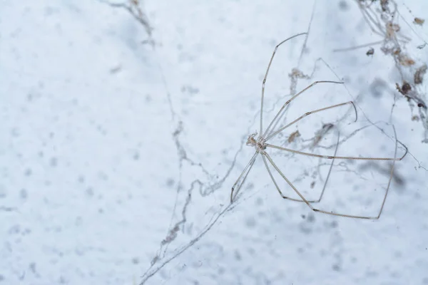 长身体的赛勒蜘蛛爬到墙上 — 图库照片