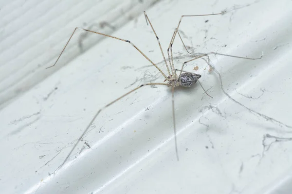 Langbeinige Kellerspinne Klettert Die Wand — Stockfoto