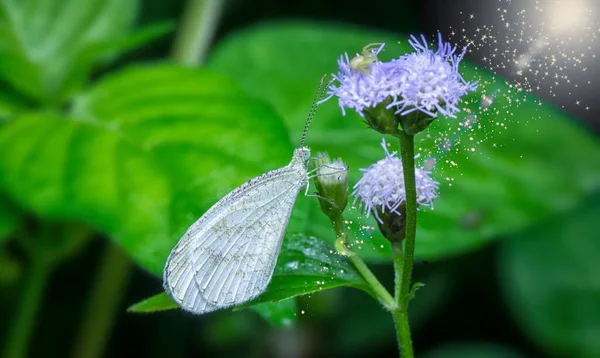 Tiro Cerca Mariposa Blanca Lycaenidae — Foto de Stock